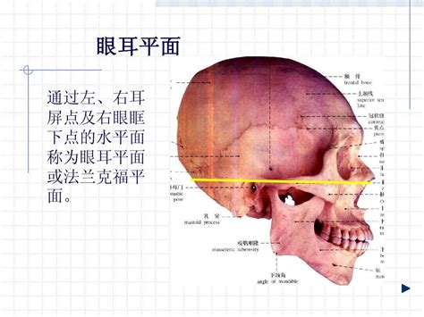 耳朵与眼睛平行